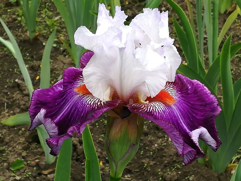  - Iriși 2021 partea a 2 a