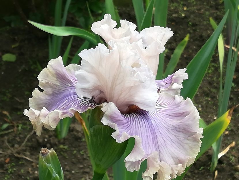  - Iriși 2021 partea a 2 a