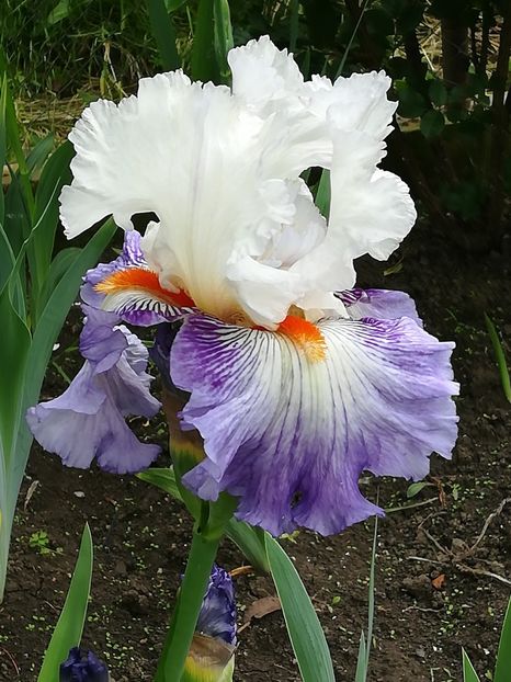  - Iriși 2021 partea a 2 a