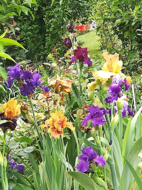  - Iriși 2021 partea a 2 a