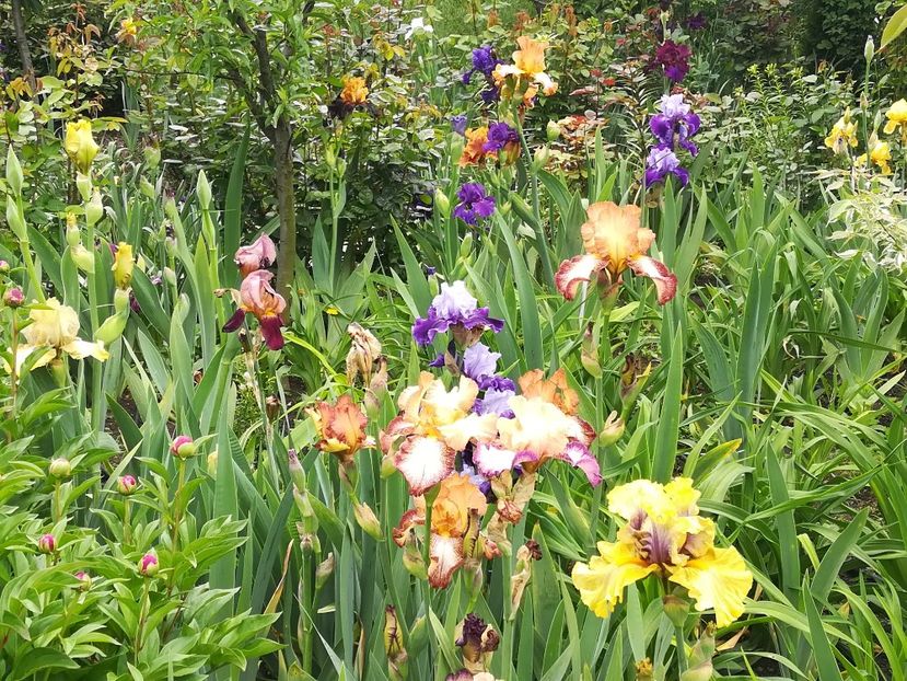  - Iriși 2021 partea a 2 a