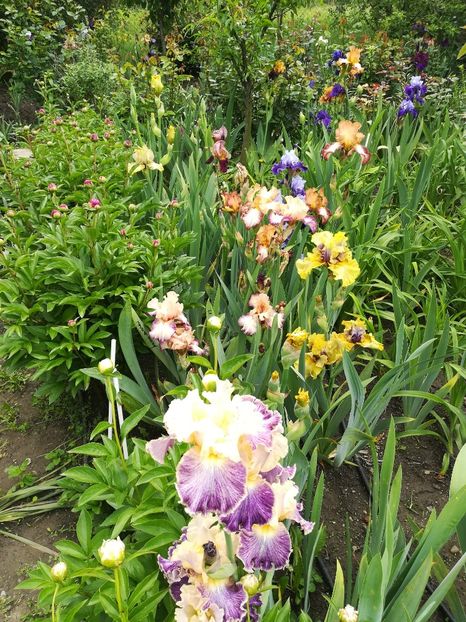  - Iriși 2021 partea a 2 a