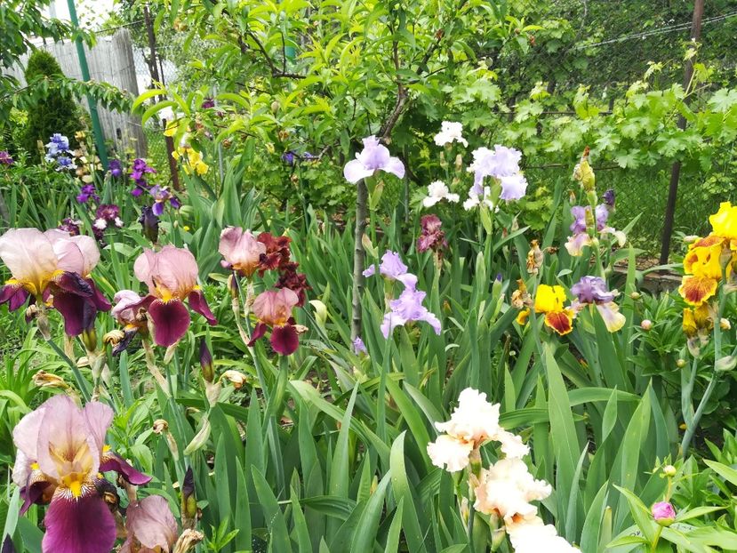  - Iriși 2021 partea a 2 a