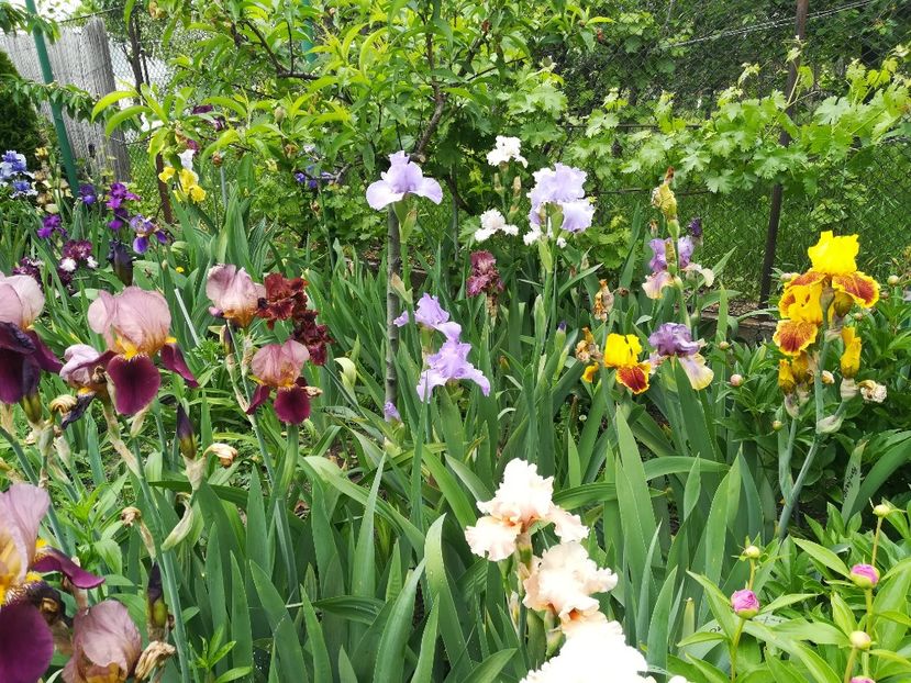  - Iriși 2021 partea a 2 a