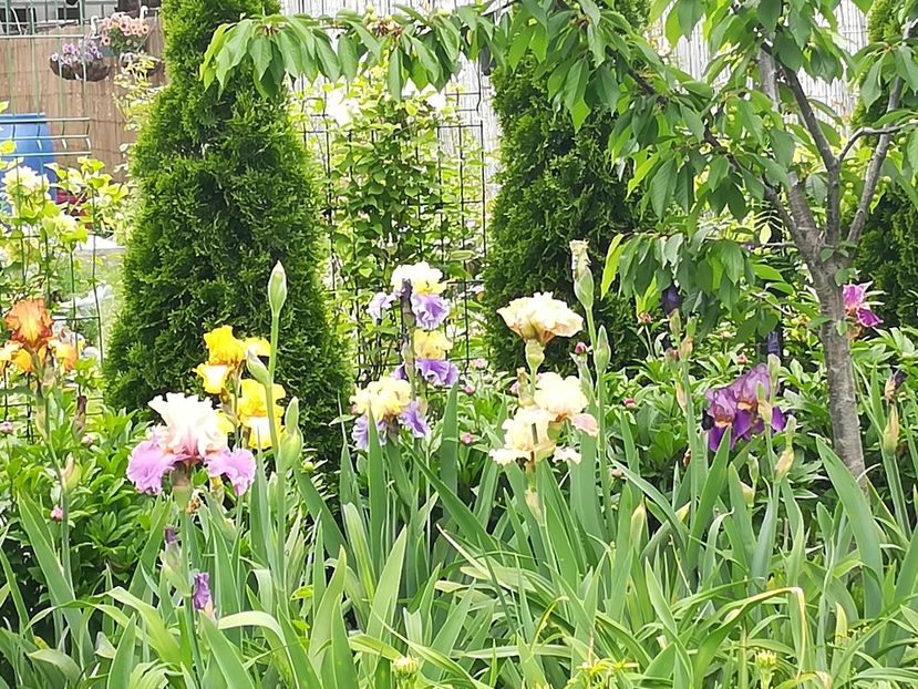  - Iriși 2021 partea a 2 a