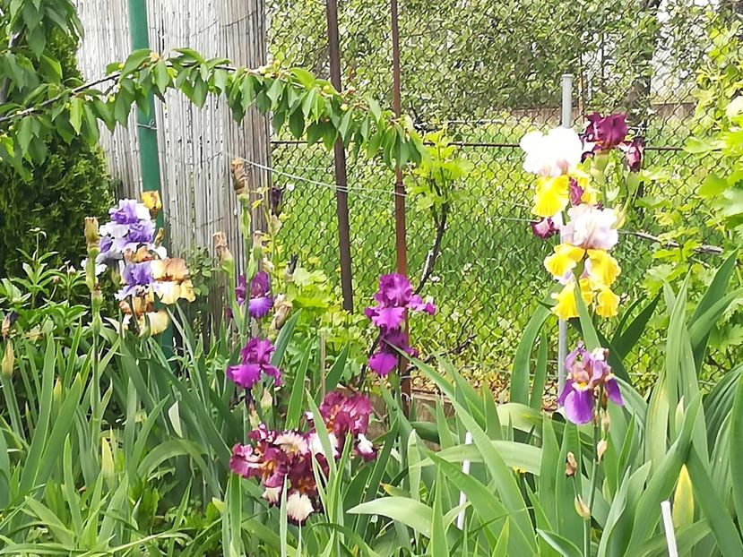  - Iriși 2021 partea a 2 a