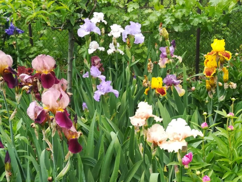  - Iriși 2021 partea a 2 a