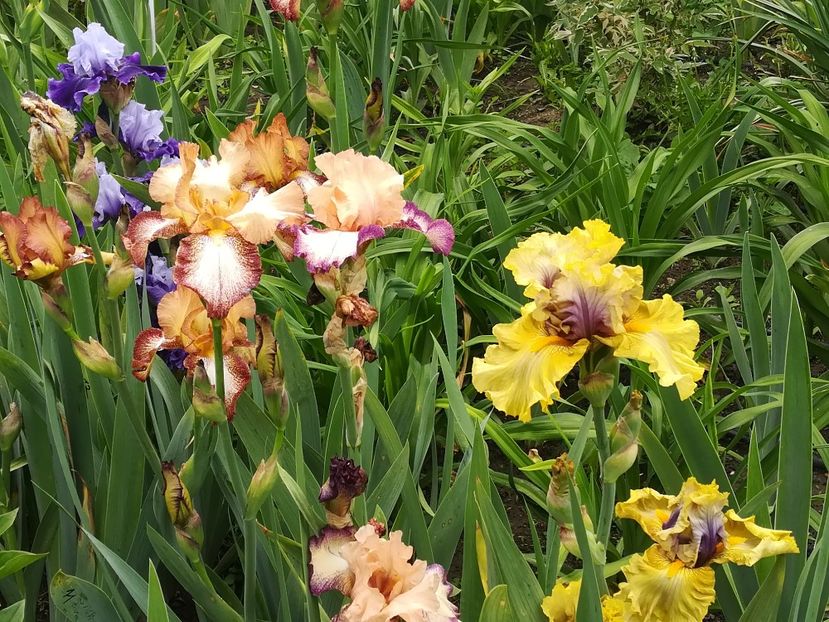  - Iriși 2021 partea a 2 a