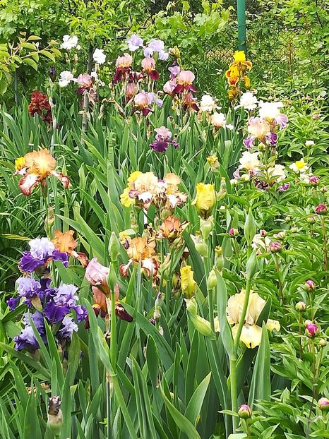  - Iriși 2021 partea a 2 a