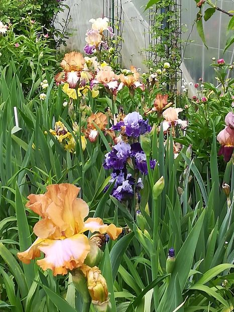  - Iriși 2021 partea a 2 a