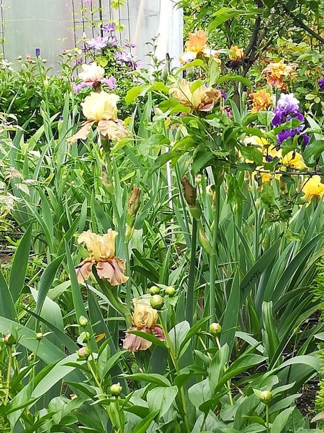  - Iriși 2021 partea a 2 a