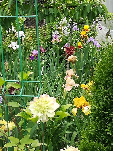  - Iriși 2021 partea a 2 a