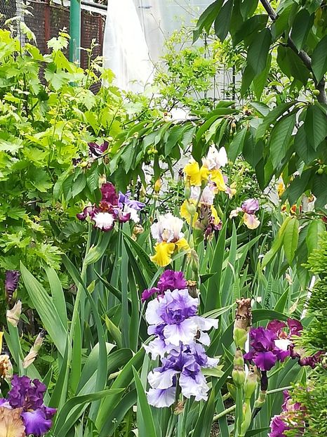  - Iriși 2021 partea a 2 a