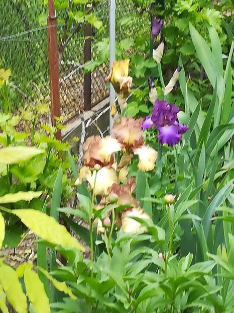  - Iriși 2021 partea a 2 a