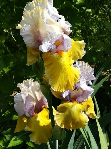  - Iriși 2021 partea a 2 a