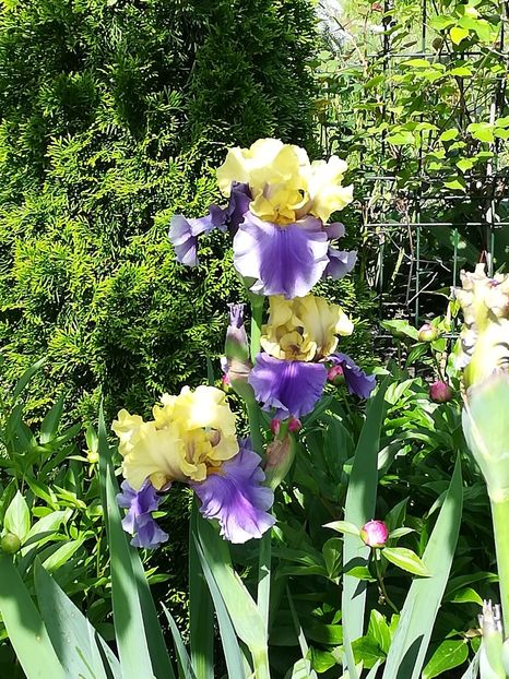  - Iriși 2021 partea a 2 a