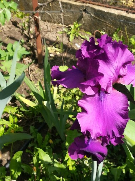  - Iriși 2021 partea a 2 a