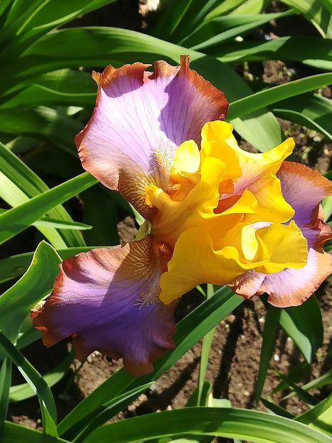  - Iriși 2021 partea a 2 a