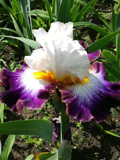  - Iriși 2021 partea a 2 a