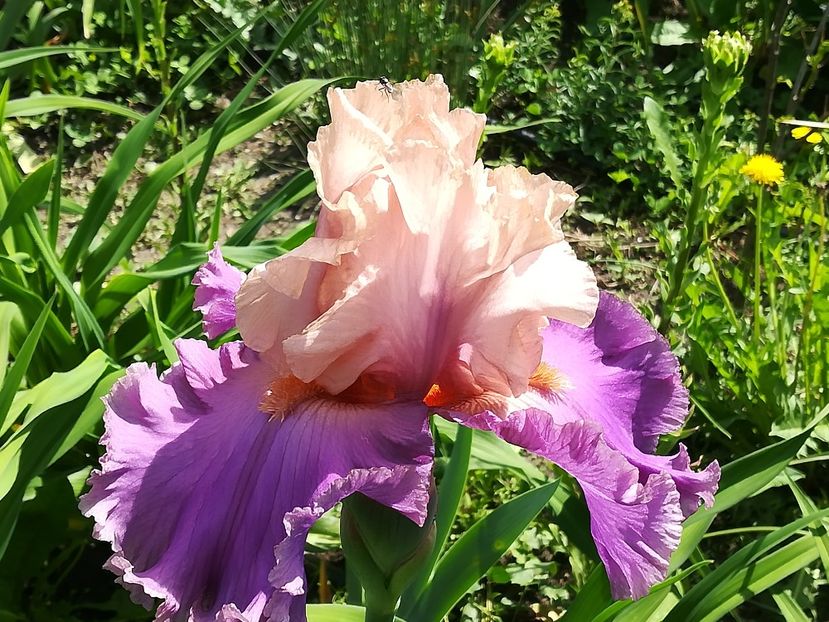  - Iriși 2021 partea a 2 a