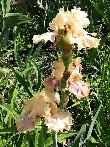  - Iriși 2021 partea a 2 a