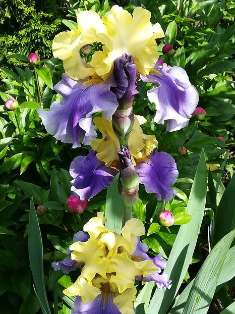  - Iriși 2021 partea a 2 a