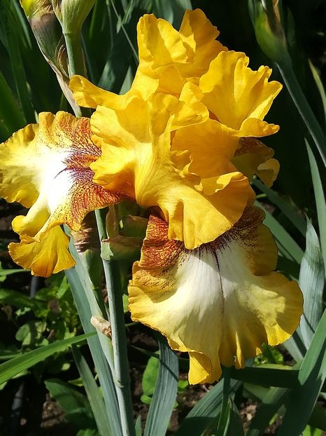  - Iriși 2021 partea a 2 a