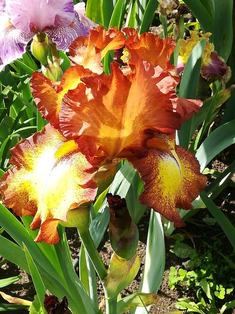  - Iriși 2021 partea a 2 a