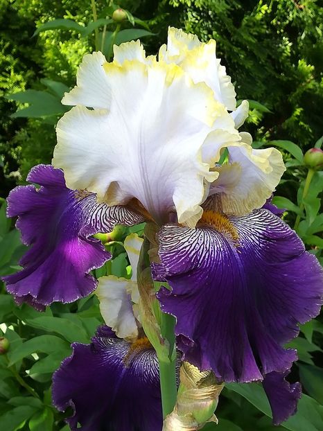  - Iriși 2021 partea a 2 a