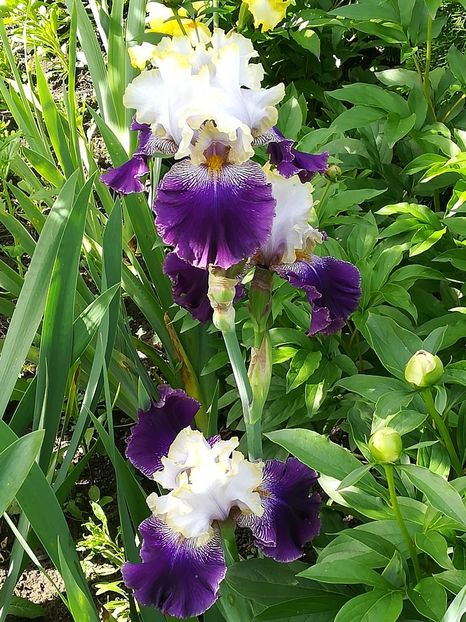  - Iriși 2021 partea a 2 a