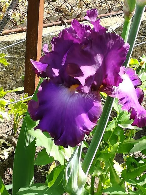  - Iriși 2021 partea a 2 a