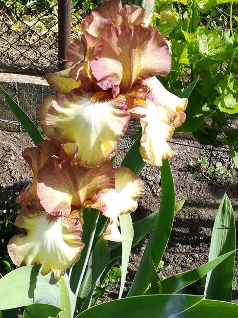  - Iriși 2021 partea a 2 a