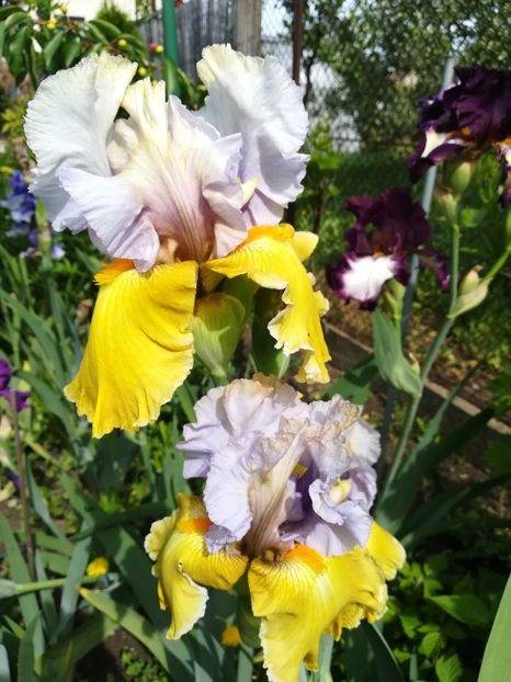  - Iriși 2021 partea a 2 a