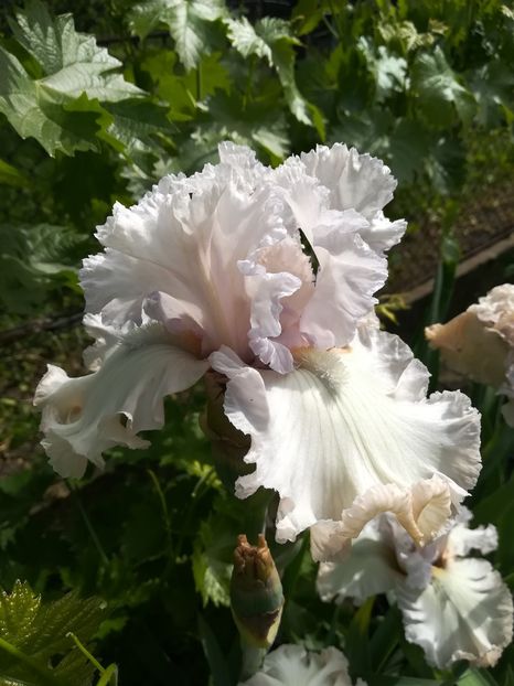  - Iriși 2021 partea a 2 a