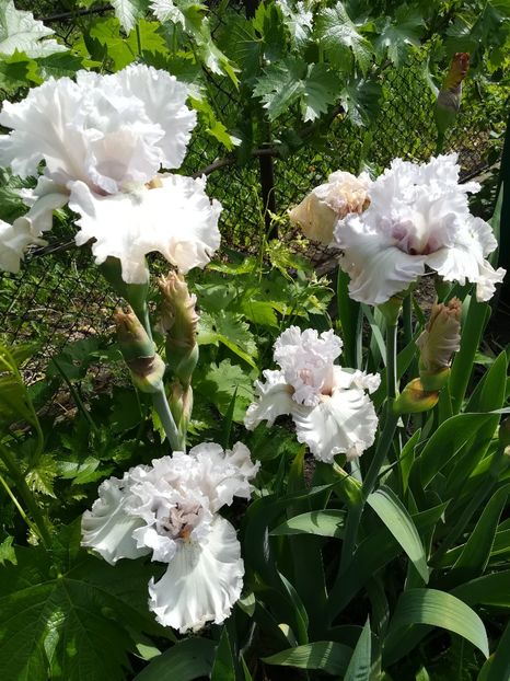  - Iriși 2021 partea a 2 a