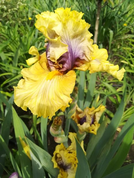  - Iriși 2021 partea a 2 a