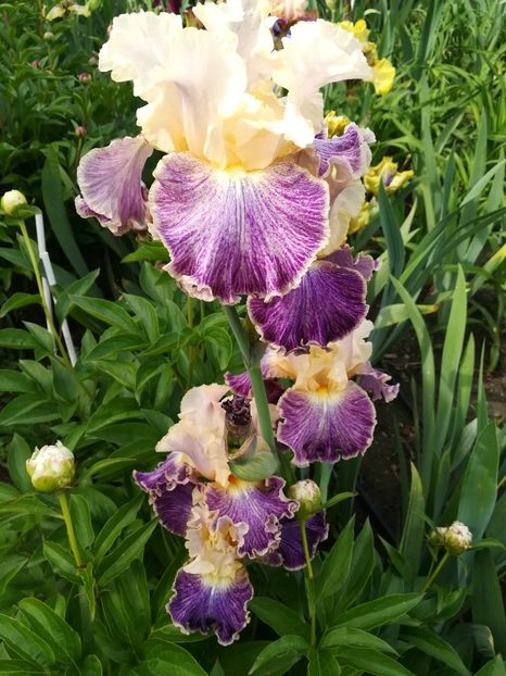  - Iriși 2021 partea a 2 a