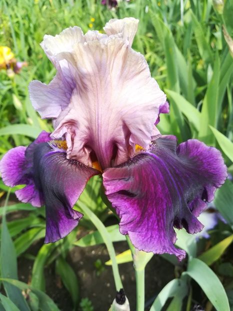  - Iriși 2021 partea a 2 a