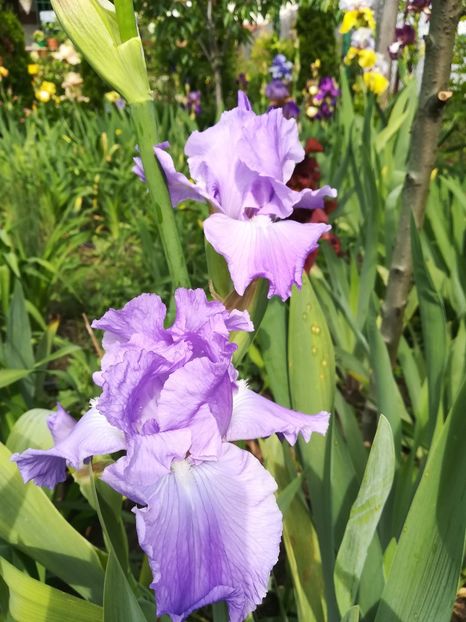  - Iriși 2021 partea a 2 a