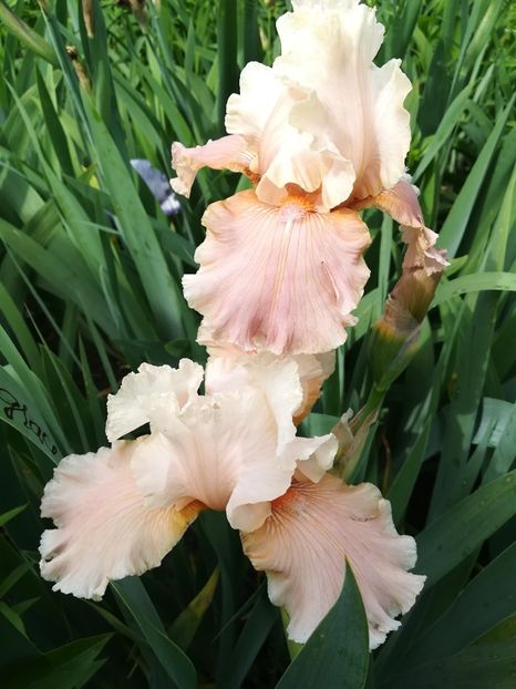  - Iriși 2021 partea a 2 a