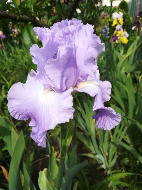  - Iriși 2021 partea a 2 a