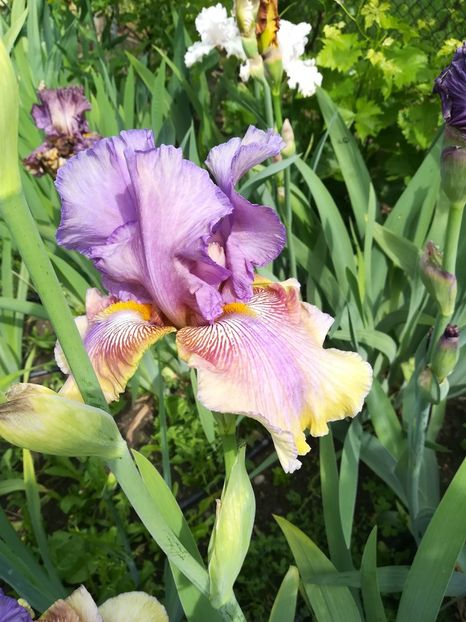  - Iriși 2021 partea a 2 a