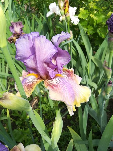  - Iriși 2021 partea a 2 a