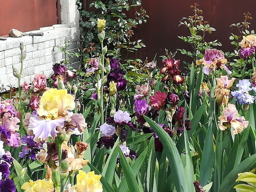  - Iriși 2021 partea a 2 a