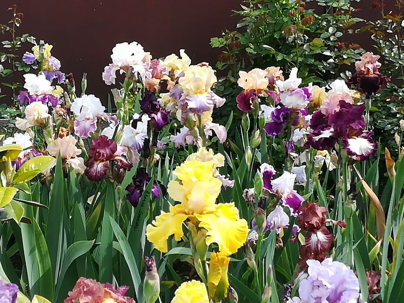  - Iriși 2021 partea a 2 a