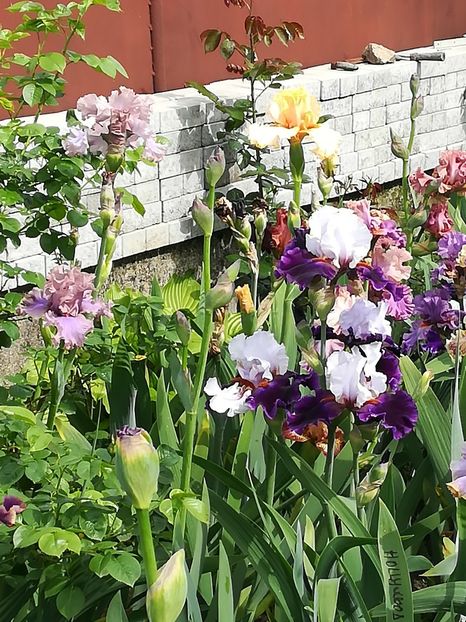  - Iriși 2021 partea a 2 a