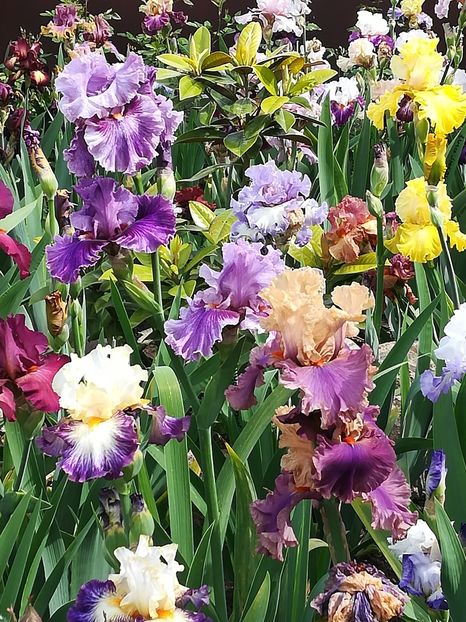  - Iriși 2021 partea a 2 a