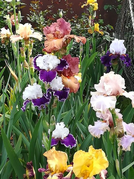  - Iriși 2021 partea a 2 a