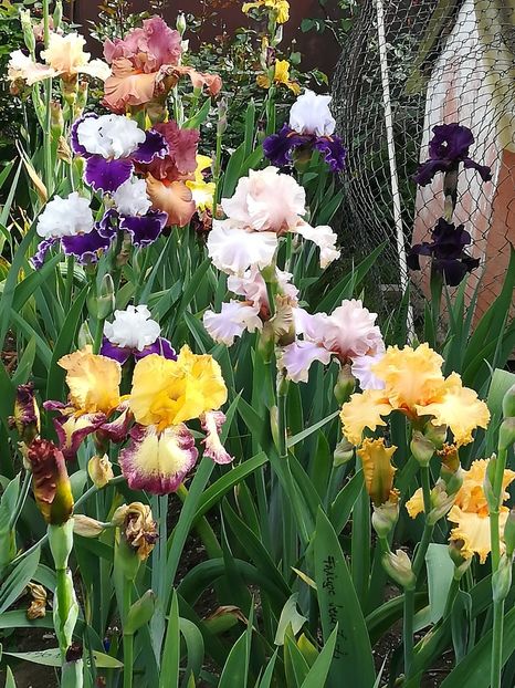  - Iriși 2021 partea a 2 a