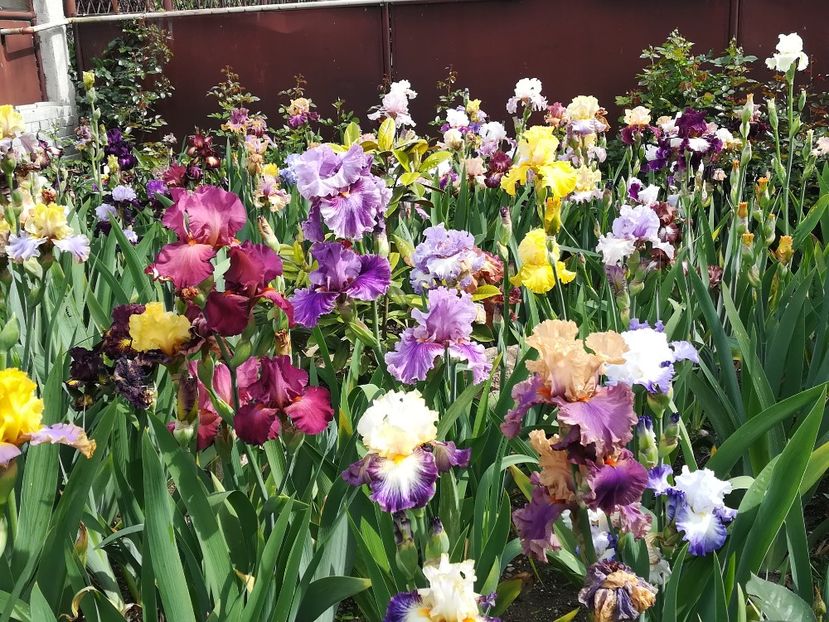  - Iriși 2021 partea a 2 a